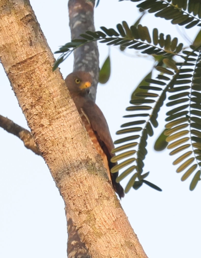 Roadside Hawk - ML646089340