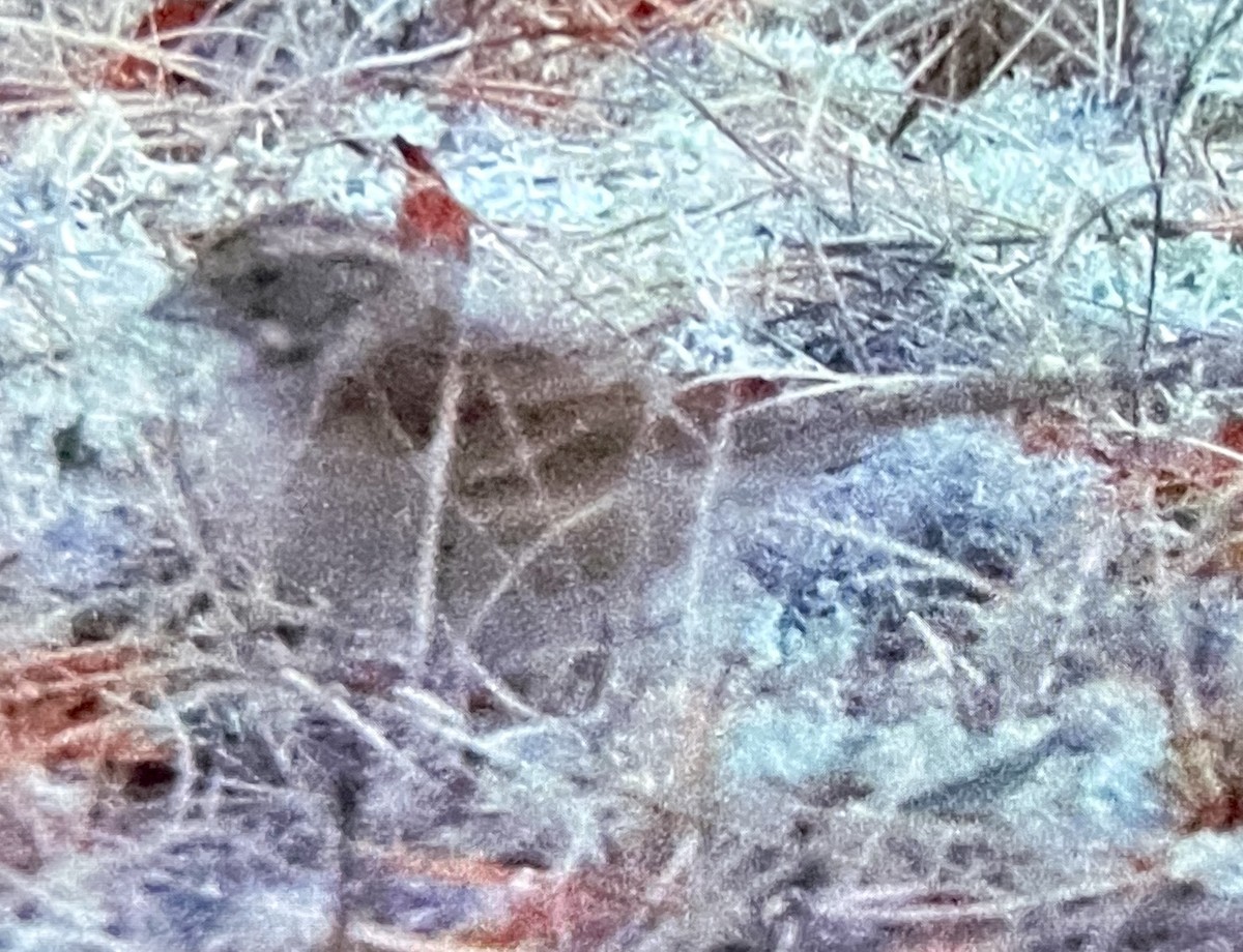 White-throated Sparrow - ML646089346