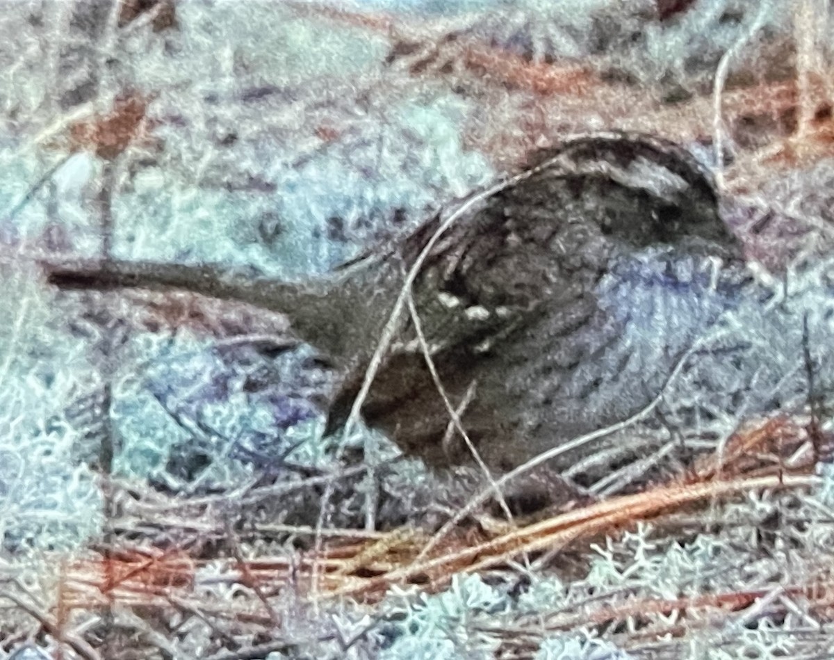 White-throated Sparrow - ML646089347