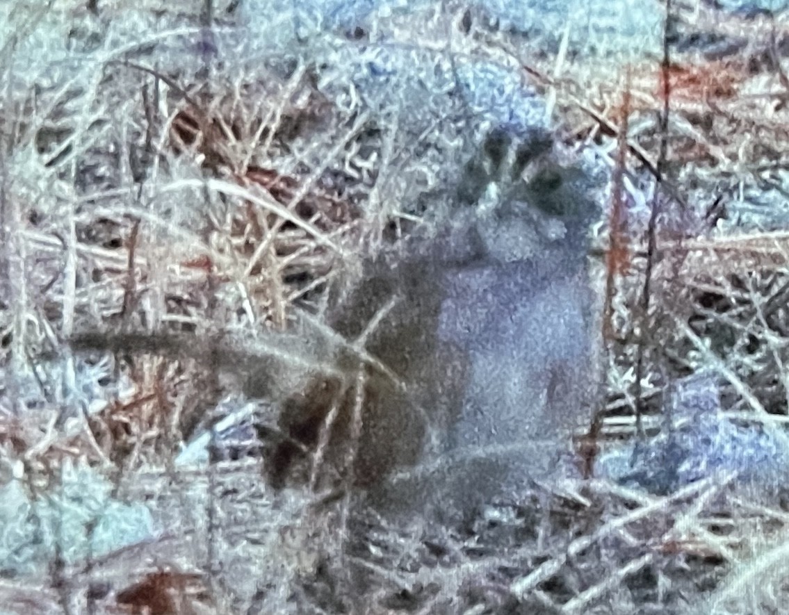White-throated Sparrow - ML646089348