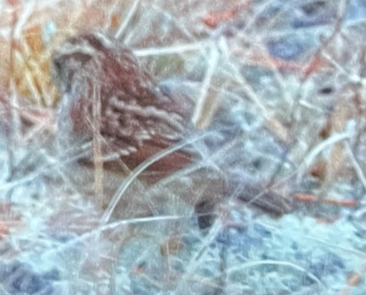 White-throated Sparrow - ML646089349