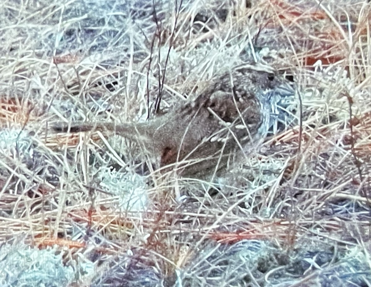 White-throated Sparrow - ML646089350