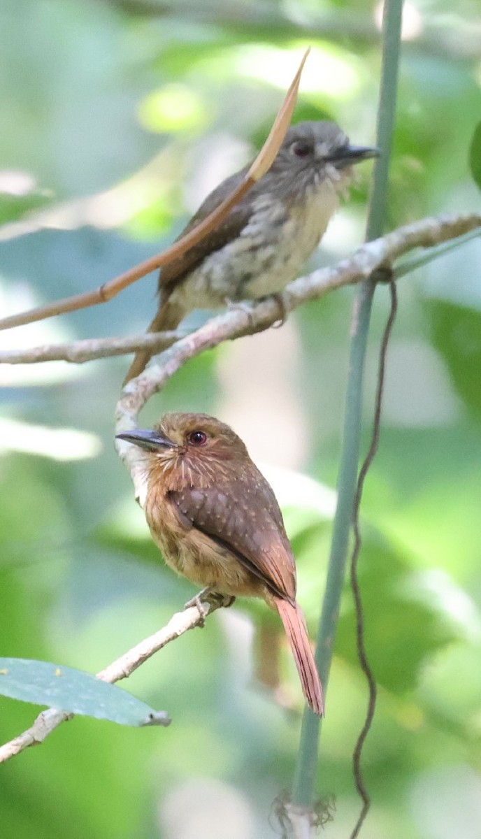 White-whiskered Puffbird - ML646089357
