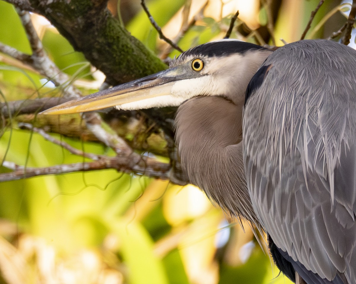 Koartza hauskara amerikarra - ML646089359