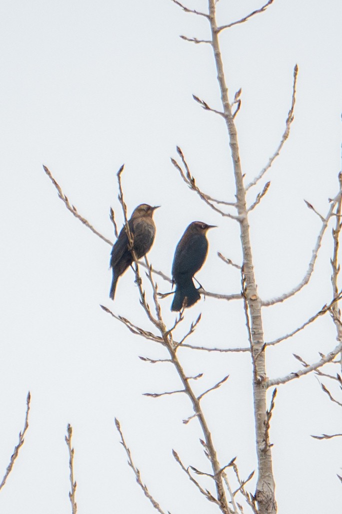 Rusty Blackbird - ML646089360