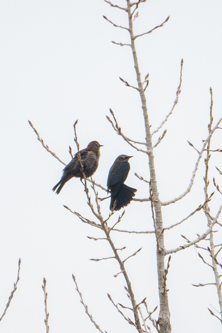 Rusty Blackbird - ML646089361