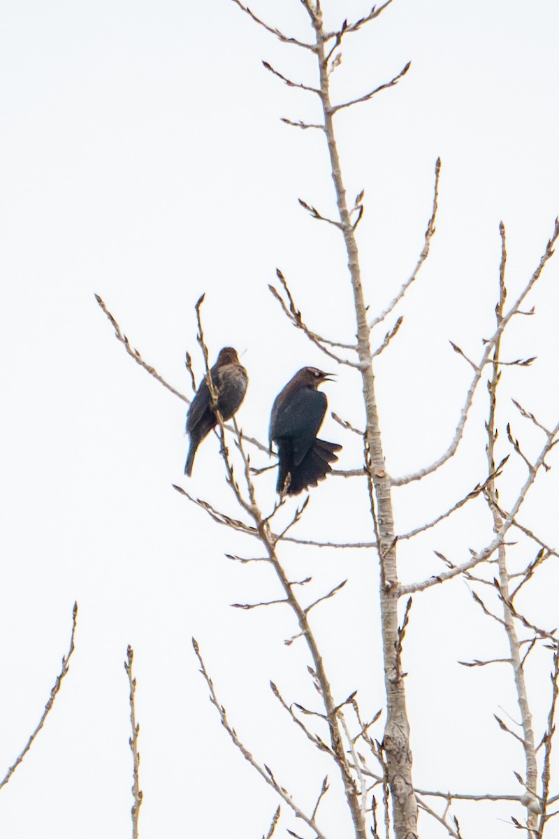 Rusty Blackbird - ML646089362