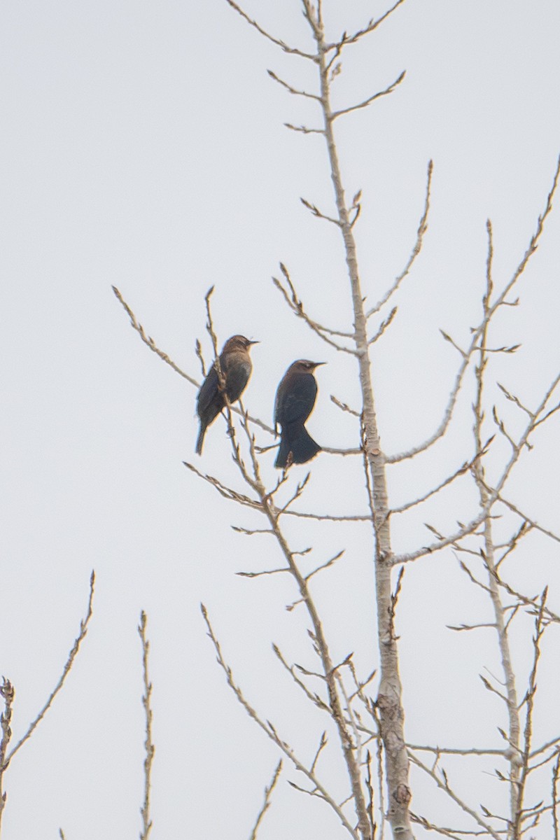 Rusty Blackbird - ML646089363