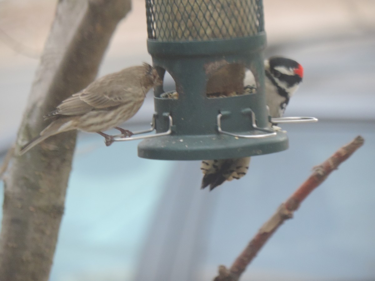 Downy Woodpecker - ML646089364