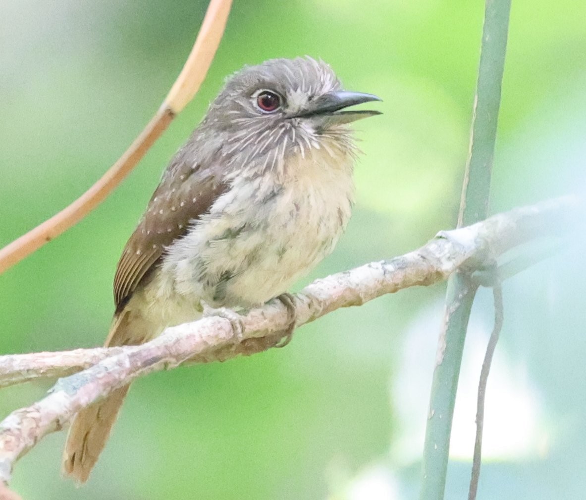 White-whiskered Puffbird - ML646089365