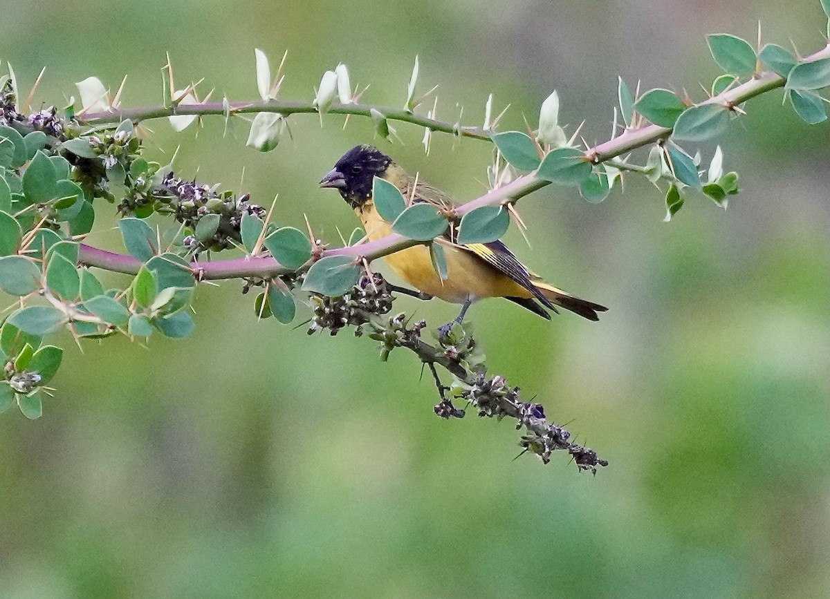 Hooded Siskin - ML646089366