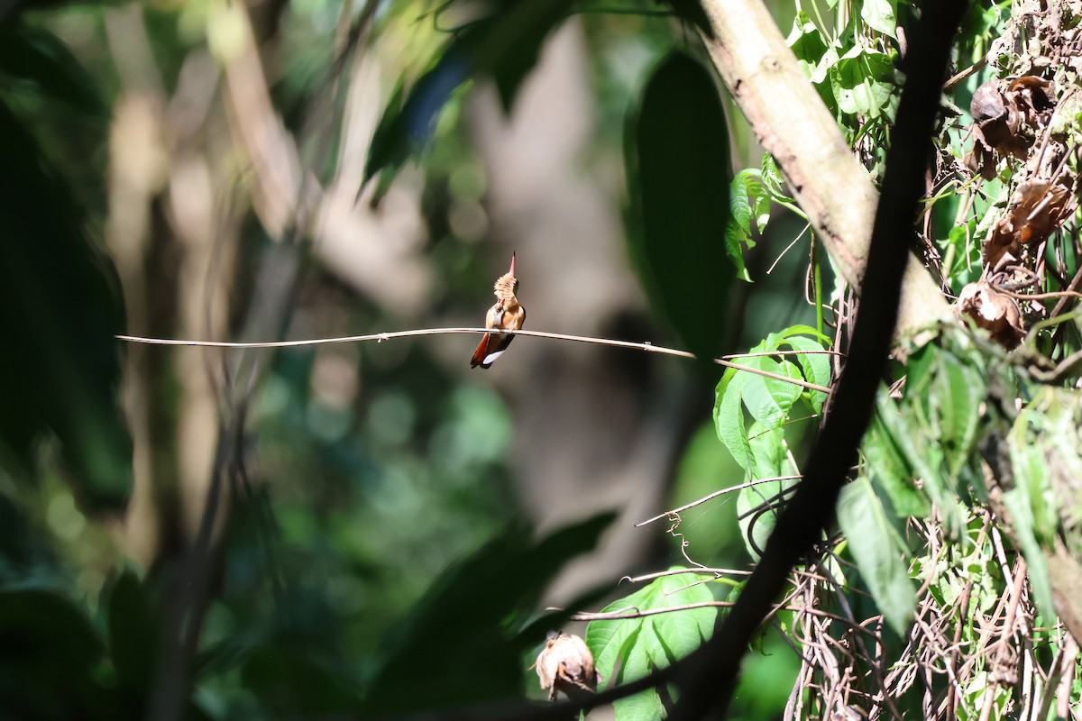 Amazilia Canela - ML646089369