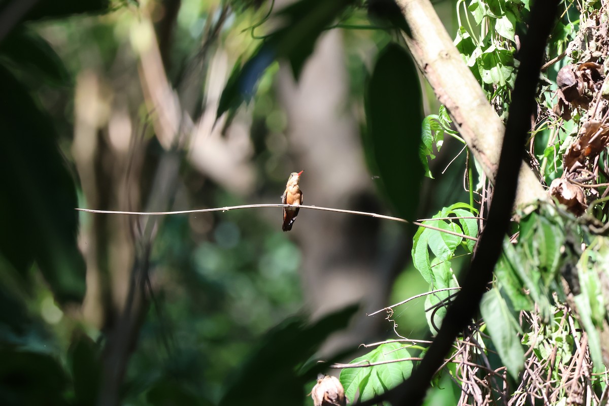 Amazilia Canela - ML646089370