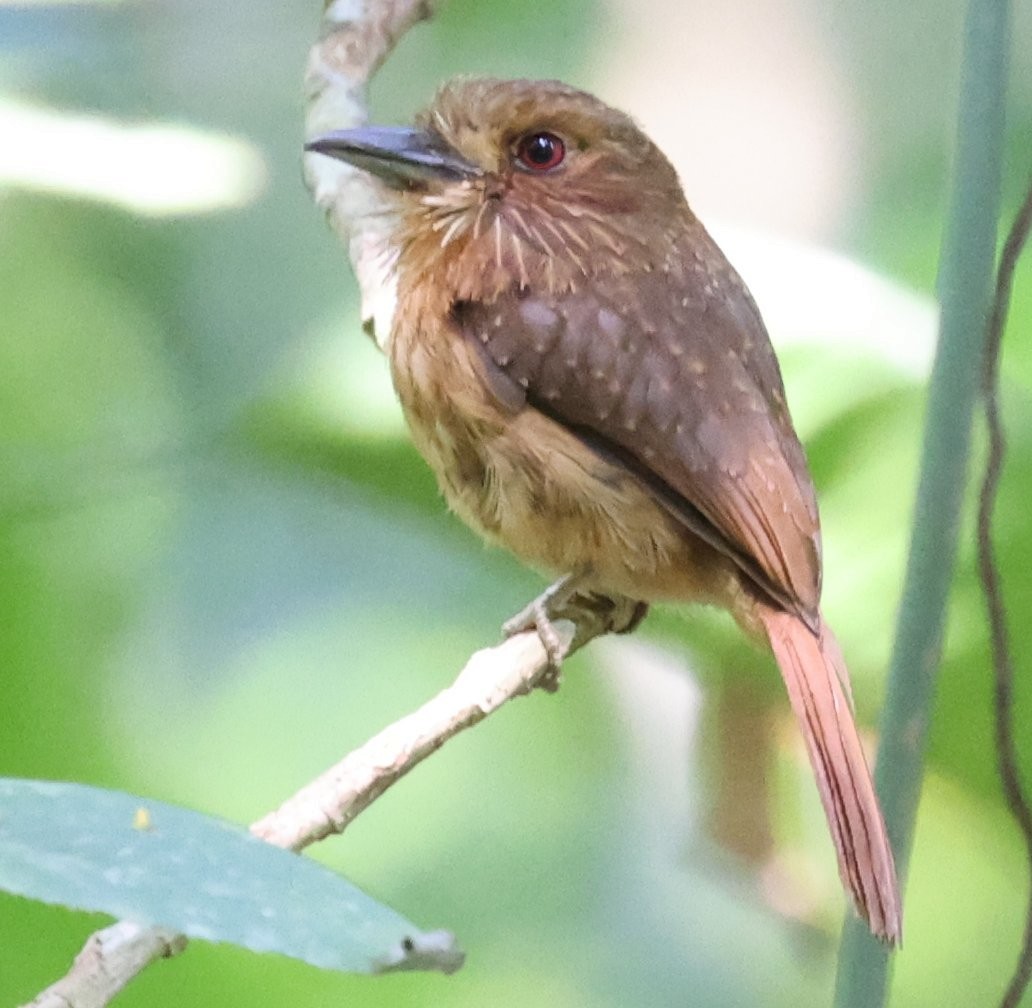 White-whiskered Puffbird - ML646089373