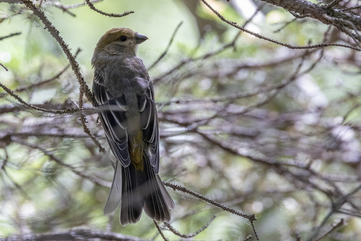 Смеречник тайговий - ML646089374
