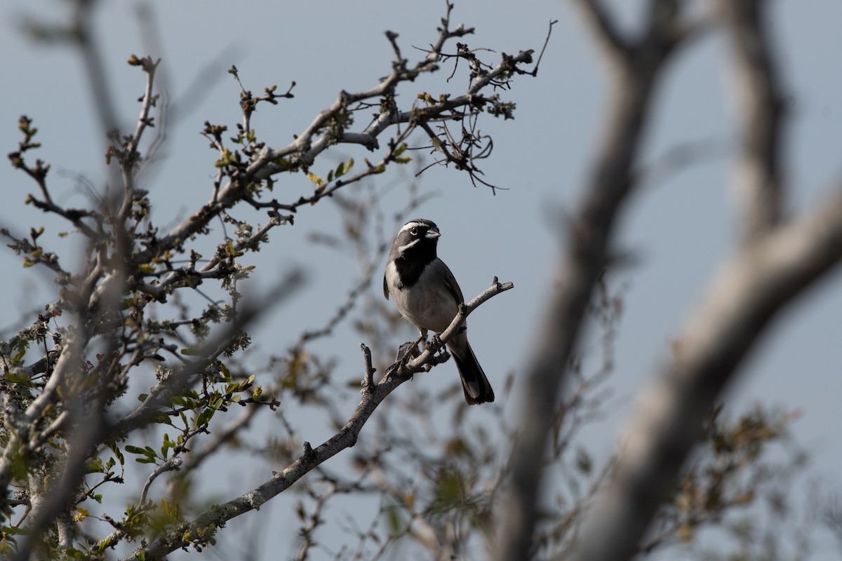 svartstrupespurv - ML646089375