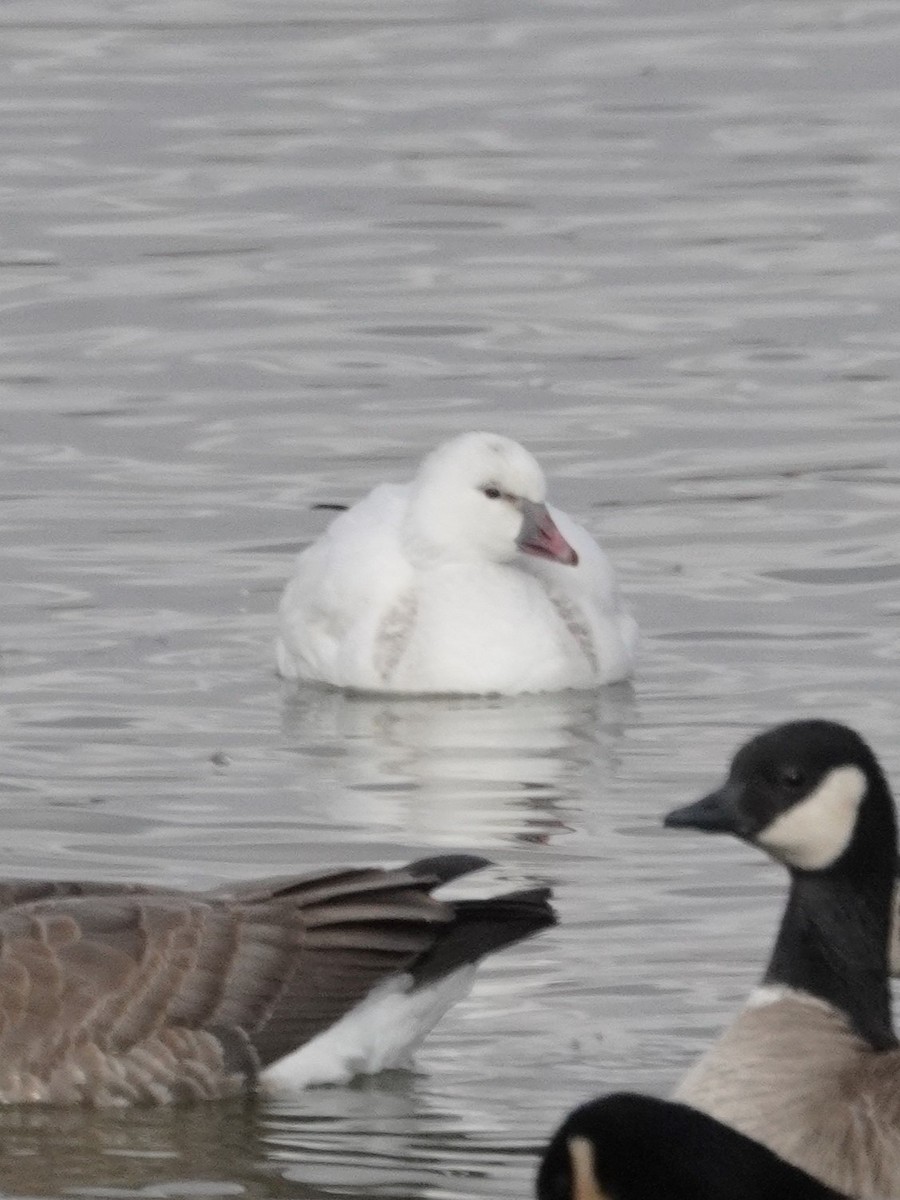 Ross's Goose - ML646089376
