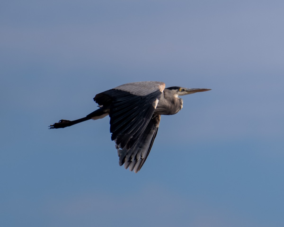 Koartza hauskara amerikarra - ML646089378