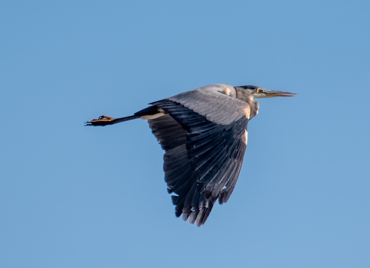 Koartza hauskara amerikarra - ML646089380