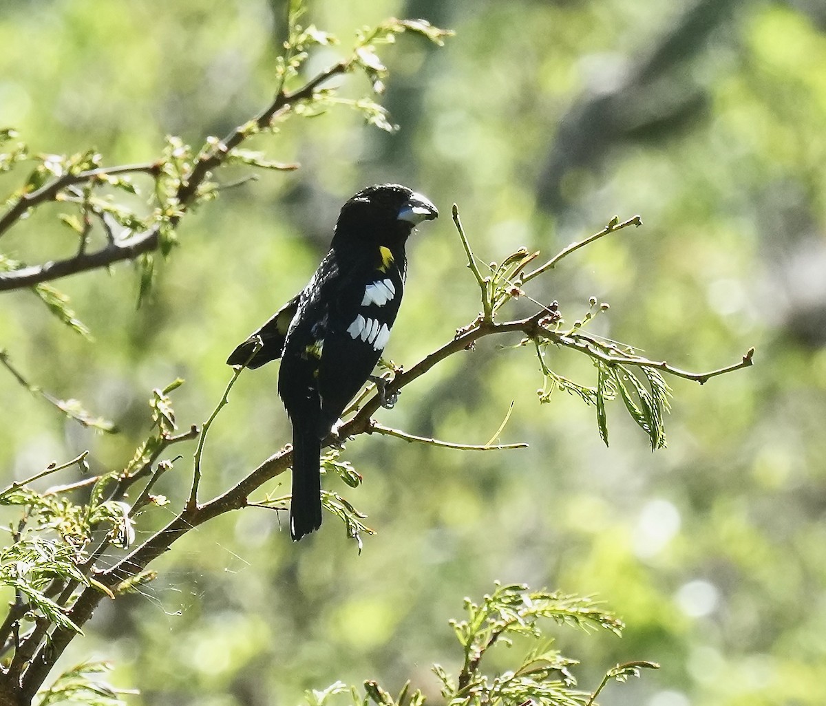 Кардинал-довбоніс золоточеревий - ML646089381