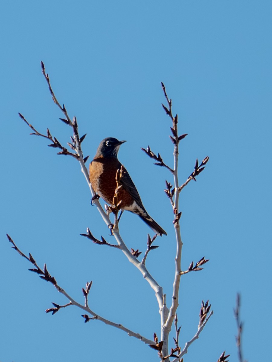 コマツグミ - ML646089399