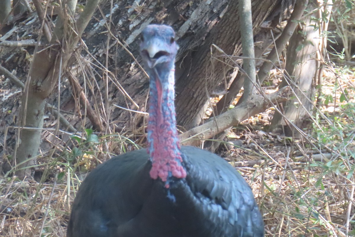 Wild Turkey - ML646089400