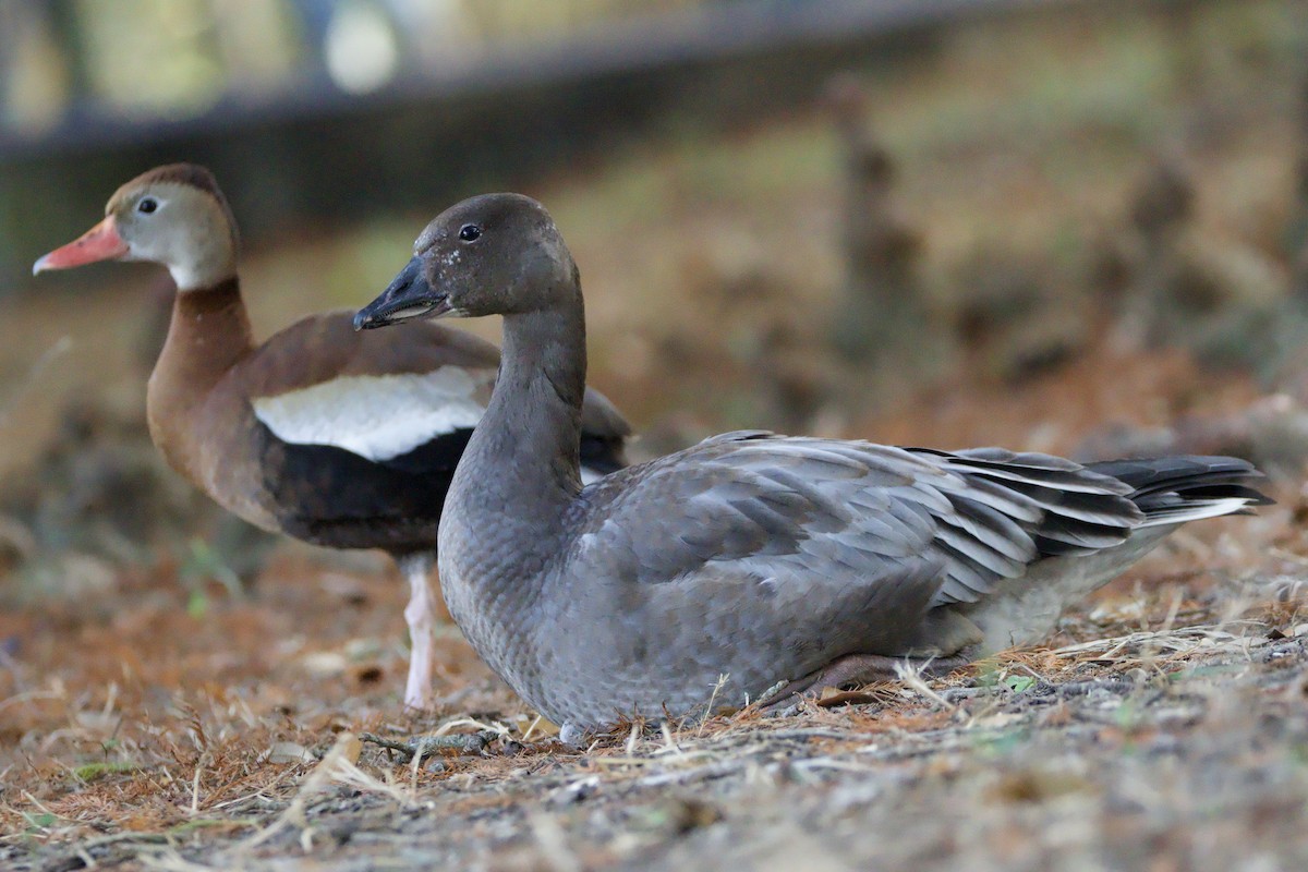 Oie des neiges - ML646089401