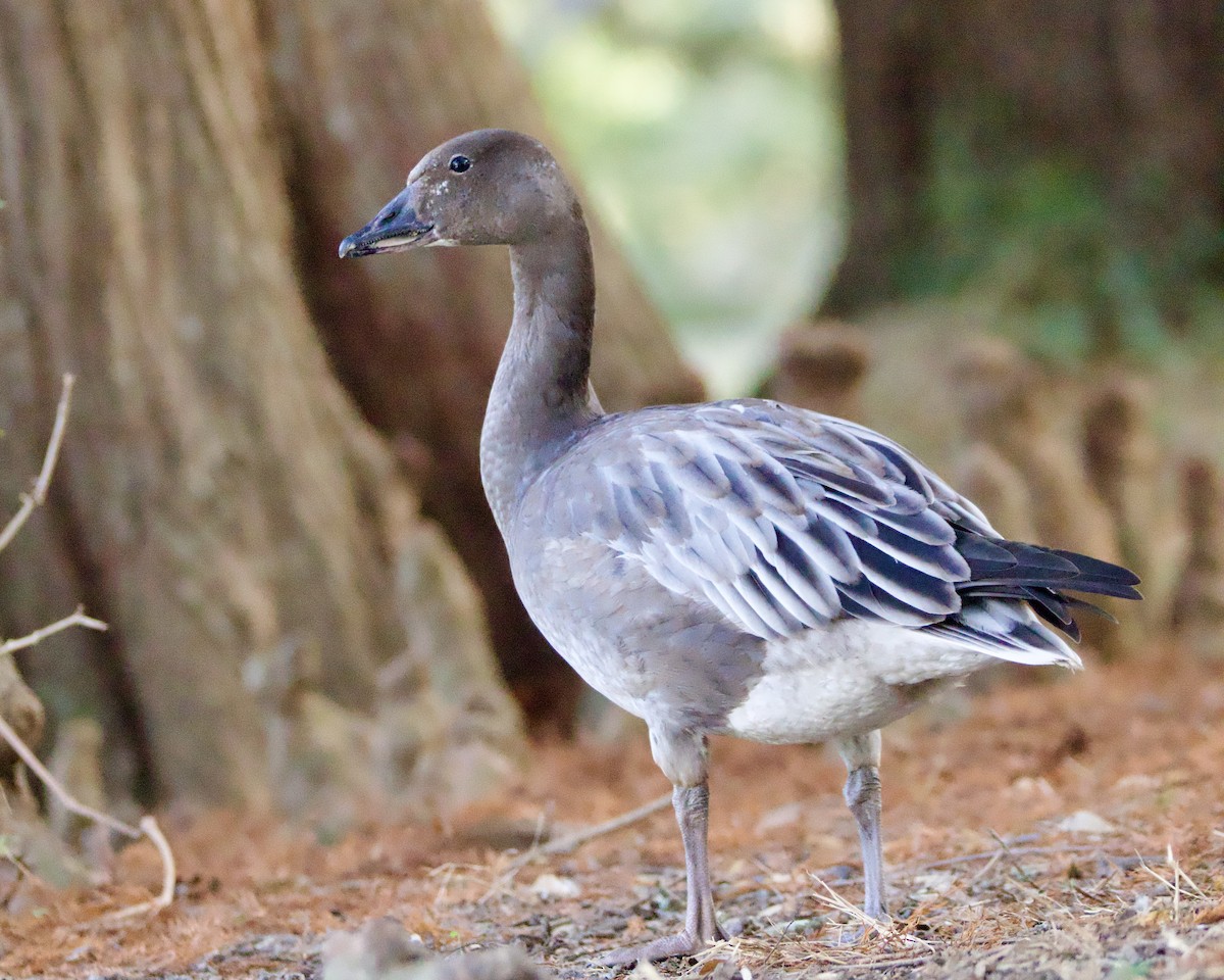 Oie des neiges - ML646089402