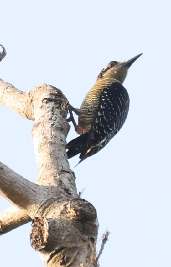 Black-cheeked Woodpecker - ML646089403