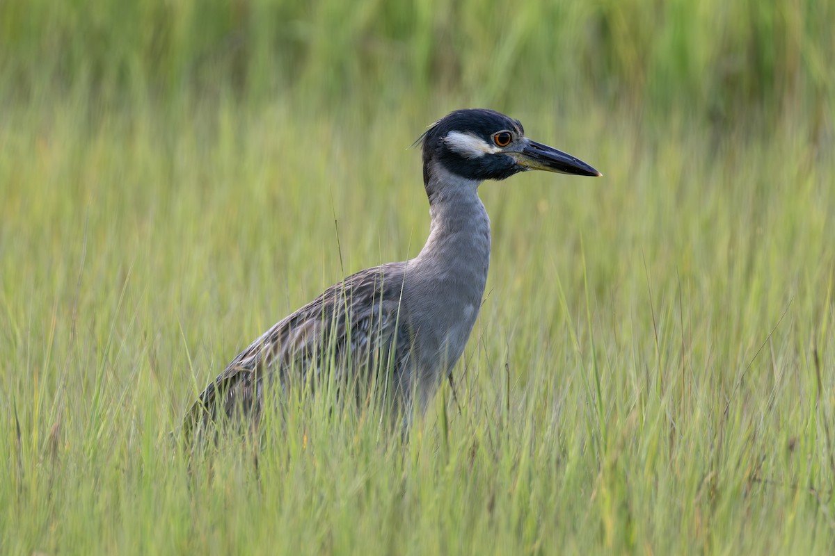 אנפת לילה צהובת-כיפה - ML646089406