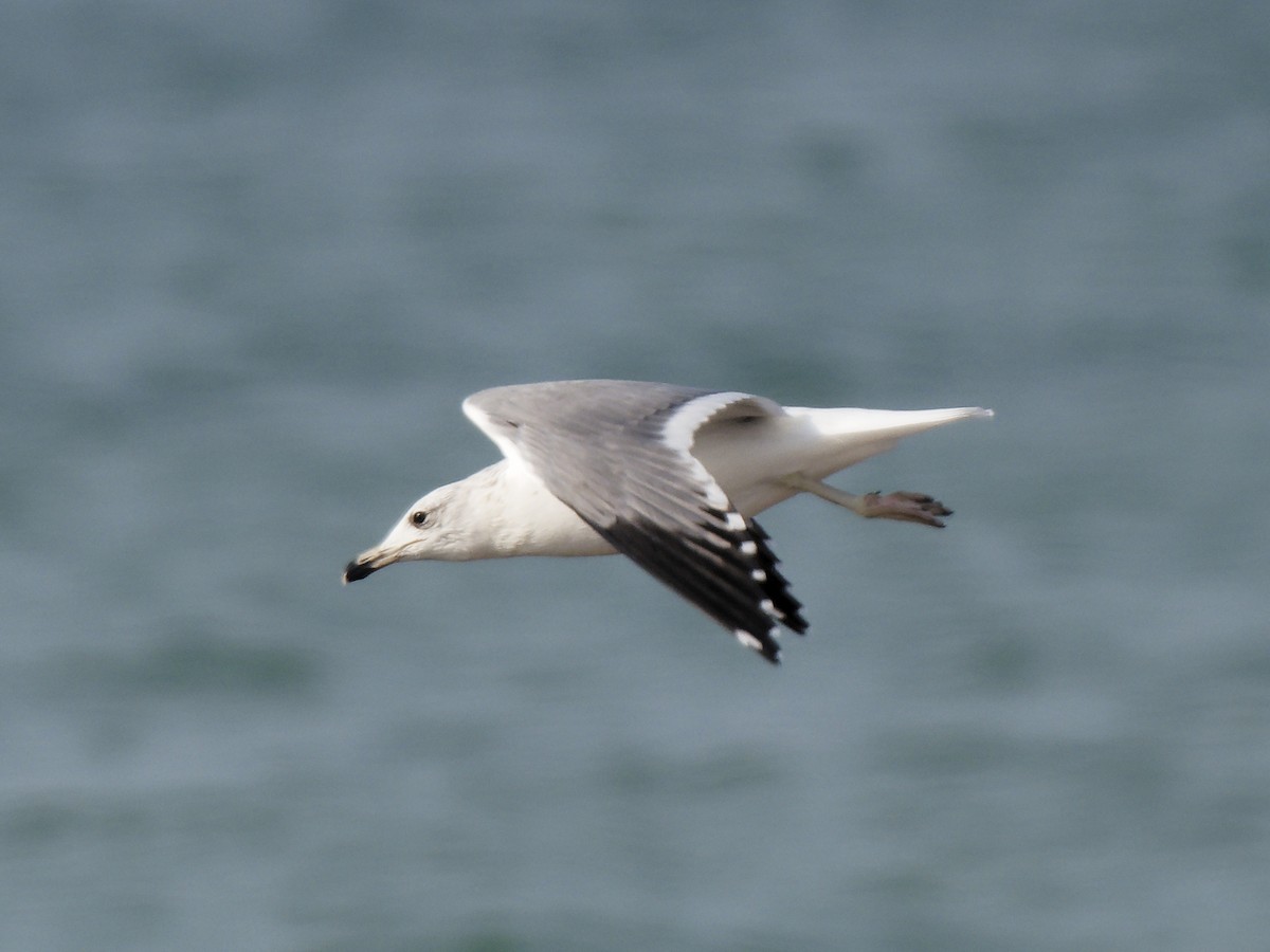 Armenian Gull - ML646089412