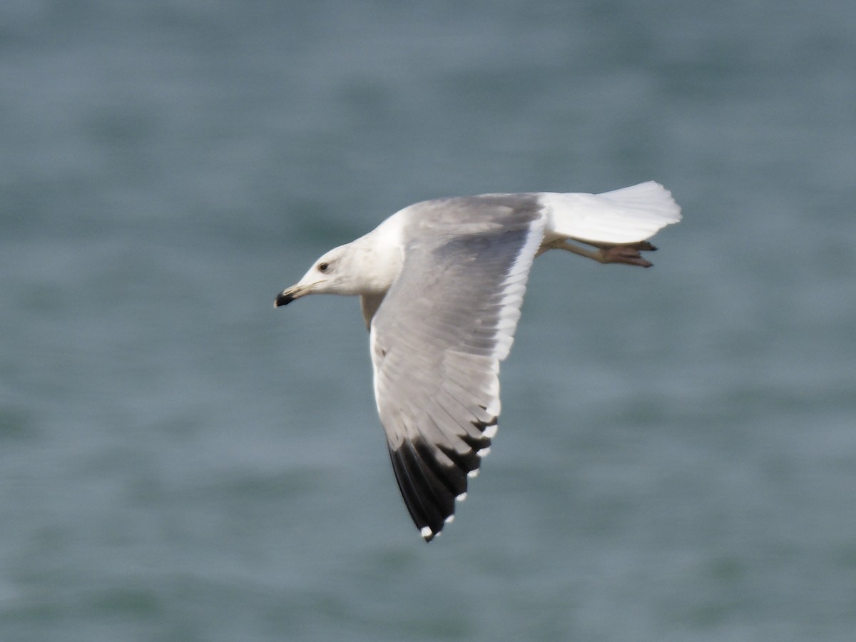 Armenian Gull - ML646089413