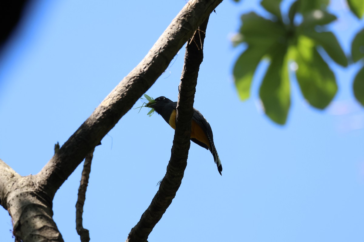 Trogón Caribeño - ML646089415