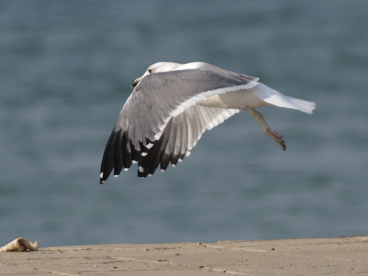 Armenian Gull - ML646089416