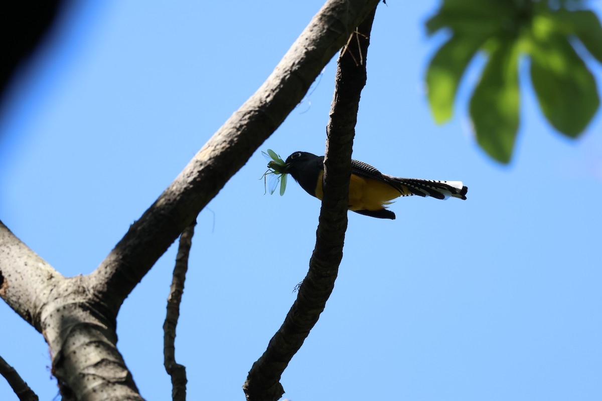 Gartered Violaceous Trogon - ML646089417