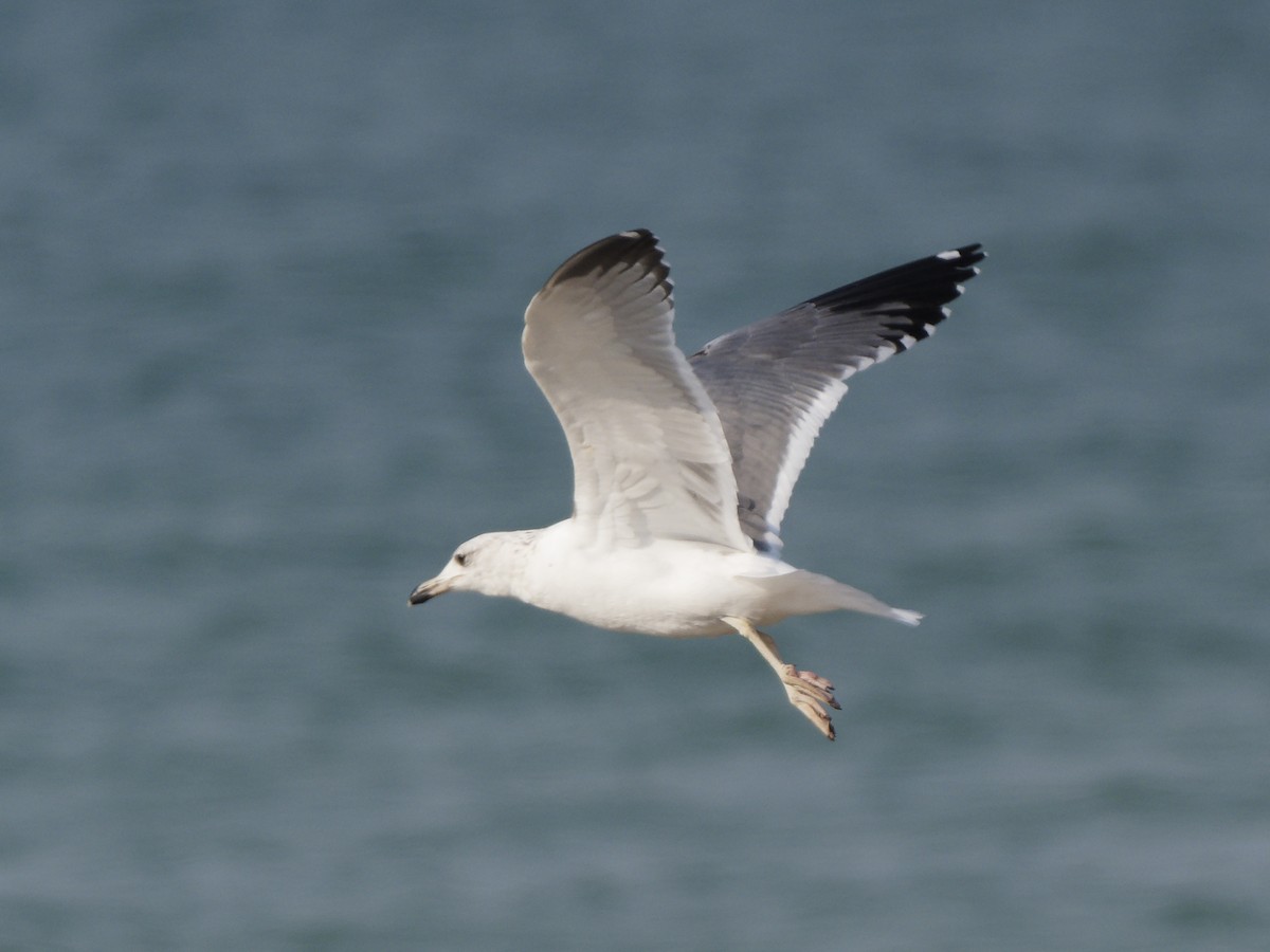 Armenian Gull - ML646089418