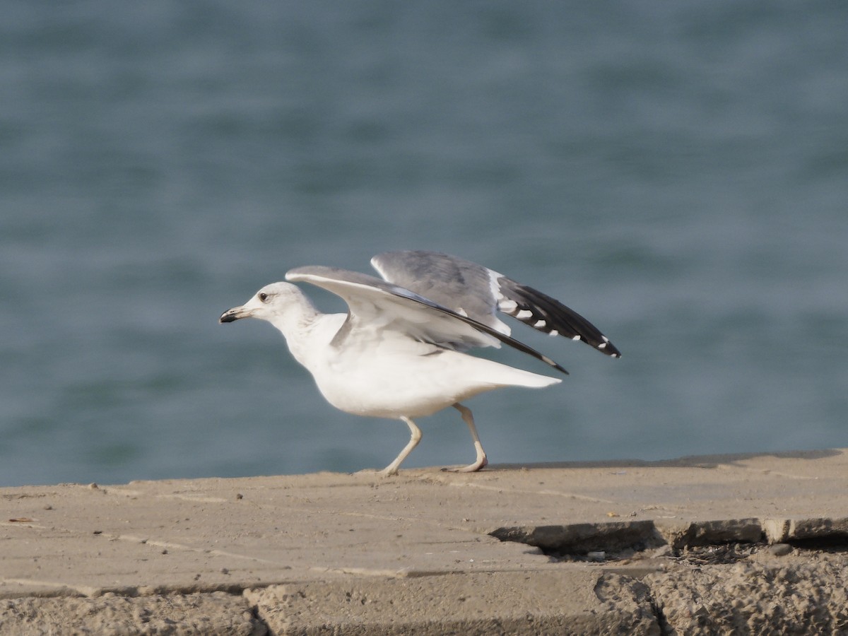 Armenian Gull - ML646089419