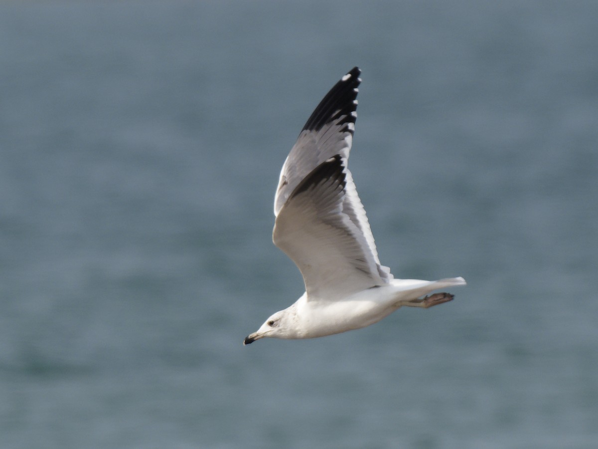Armenian Gull - ML646089420