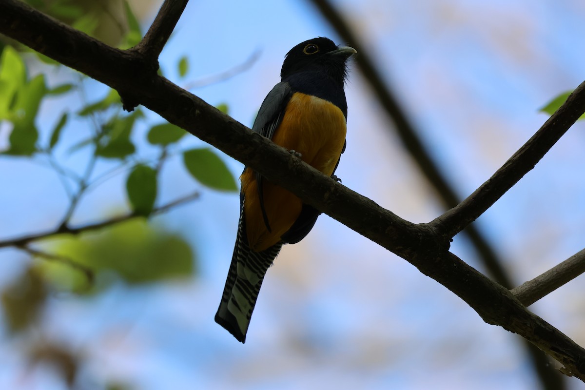 Gartered Violaceous Trogon - ML646089421