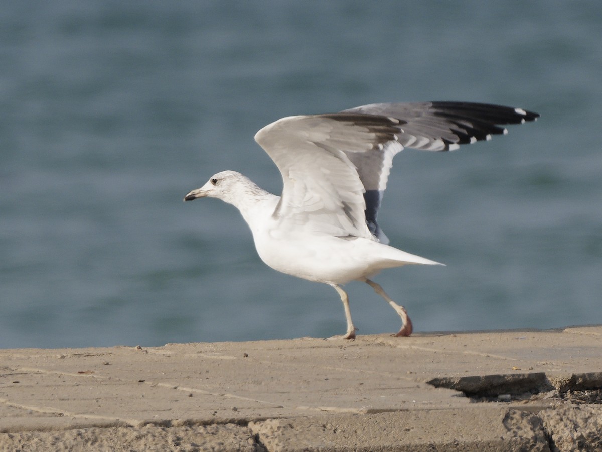 Armenian Gull - ML646089422