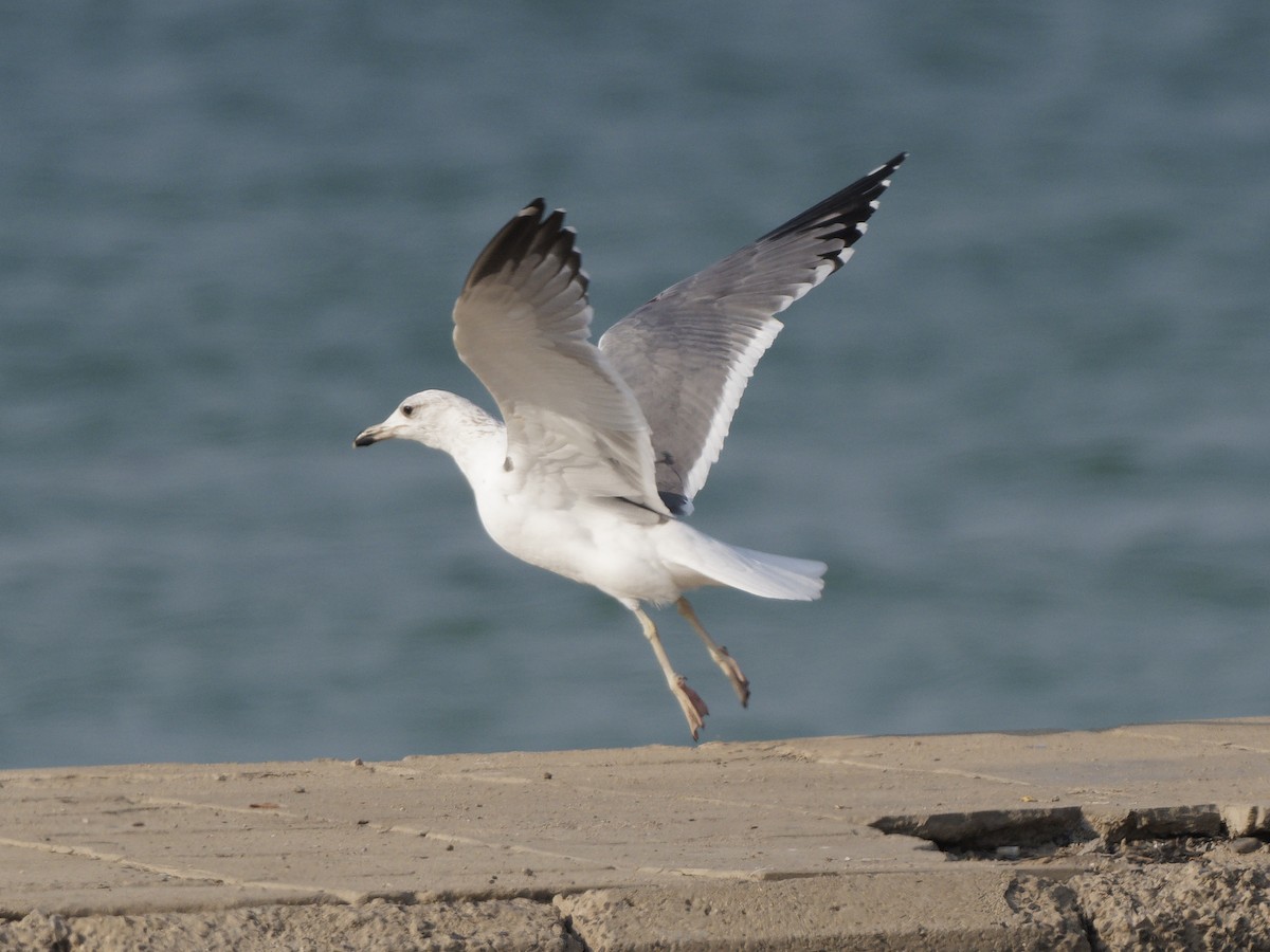 Armenian Gull - ML646089423