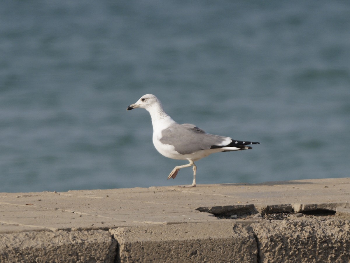 Armenian Gull - ML646089424