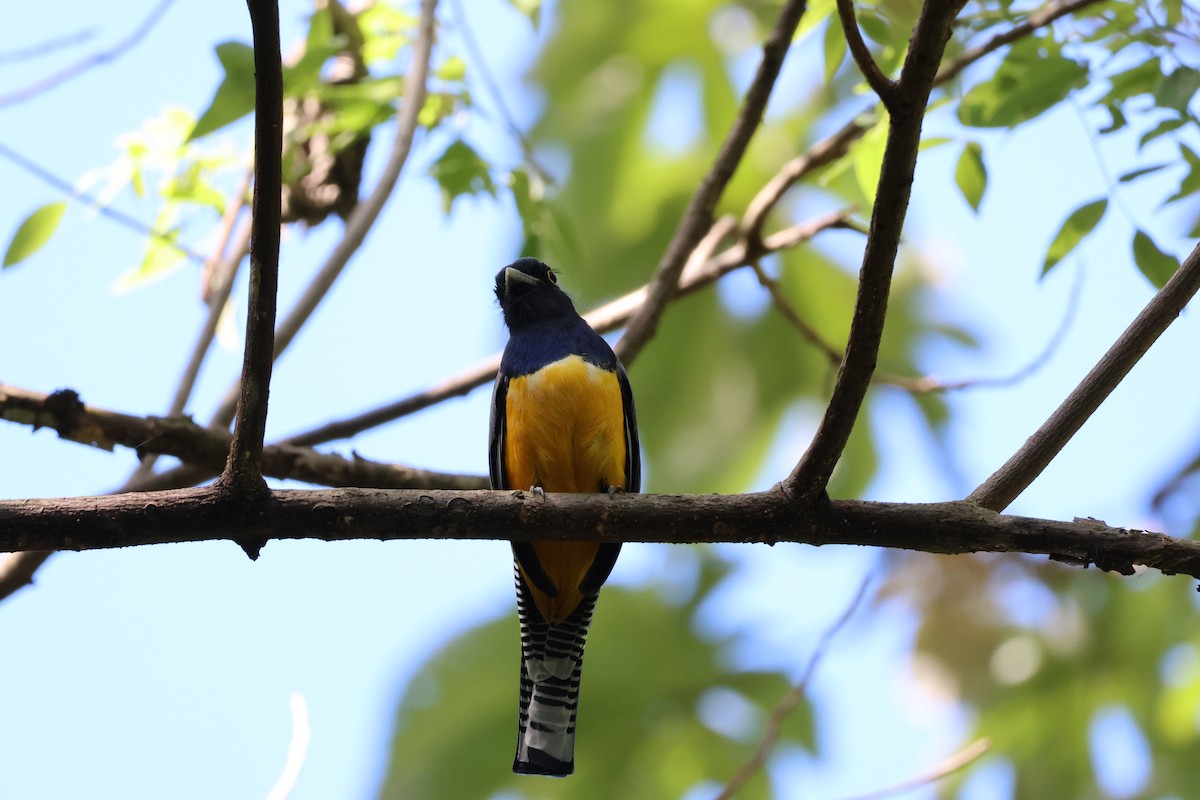 Желтобрюхий трогон - ML646089425