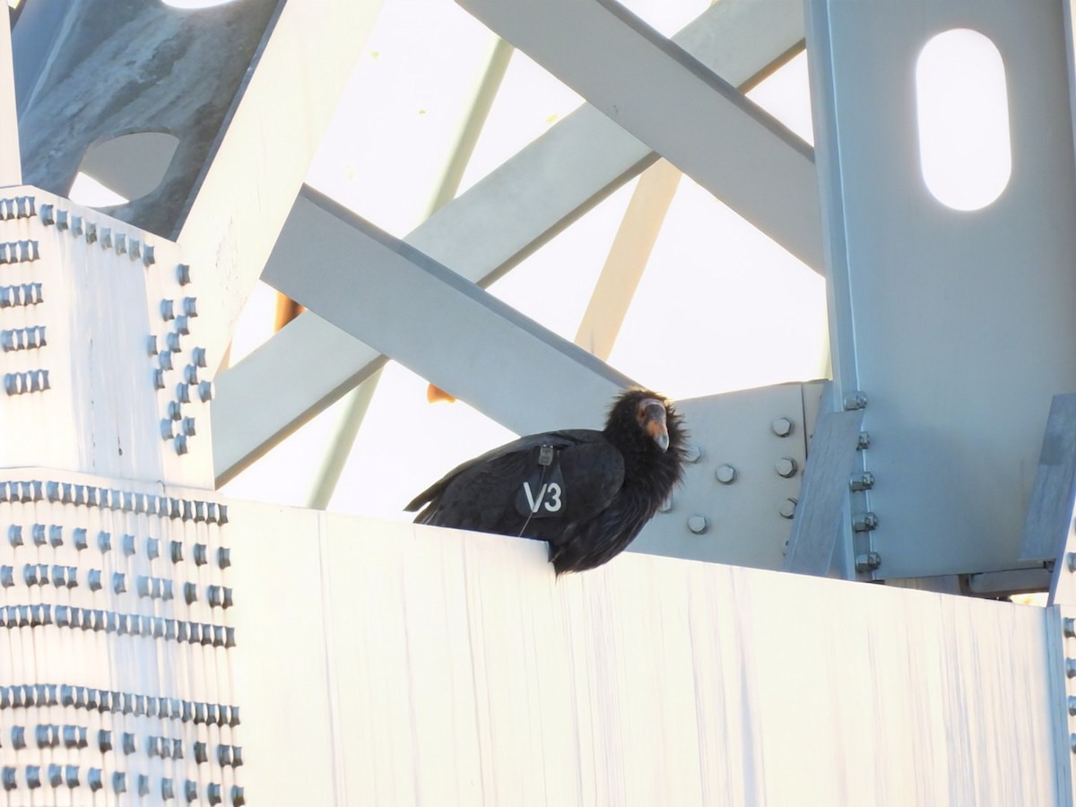 California Condor - ML646089427