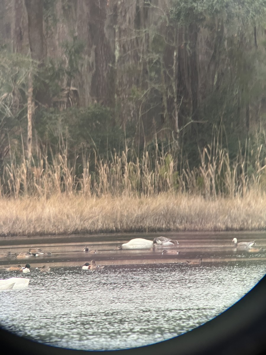 Snow Goose - ML646089428