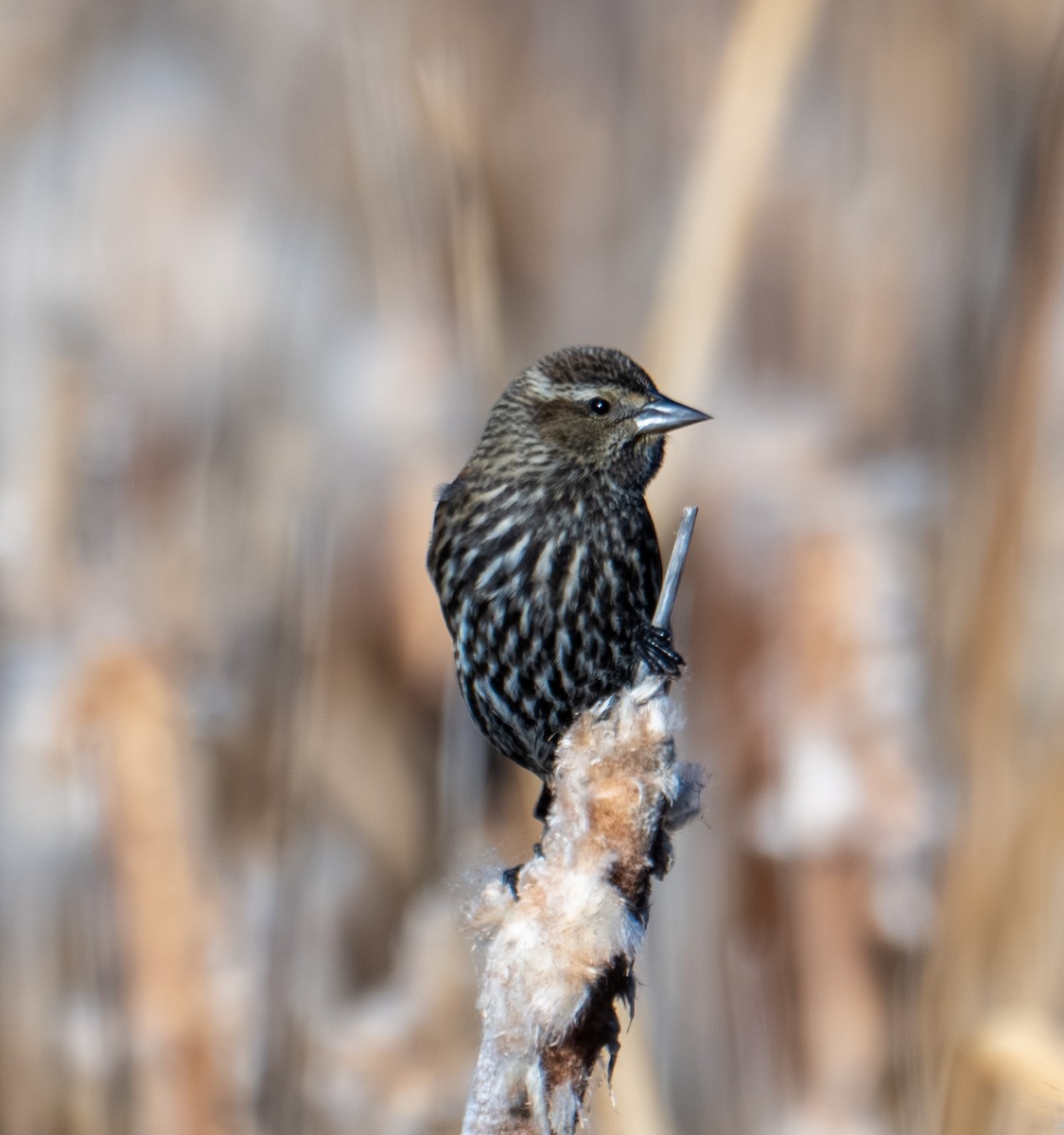 Red-winged Blackbird - ML646089429
