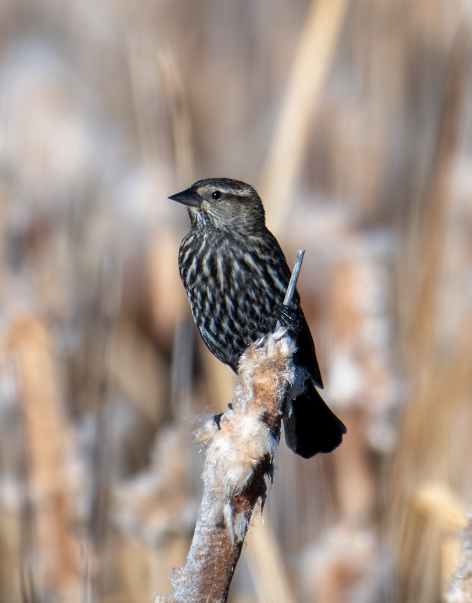 Red-winged Blackbird - ML646089430