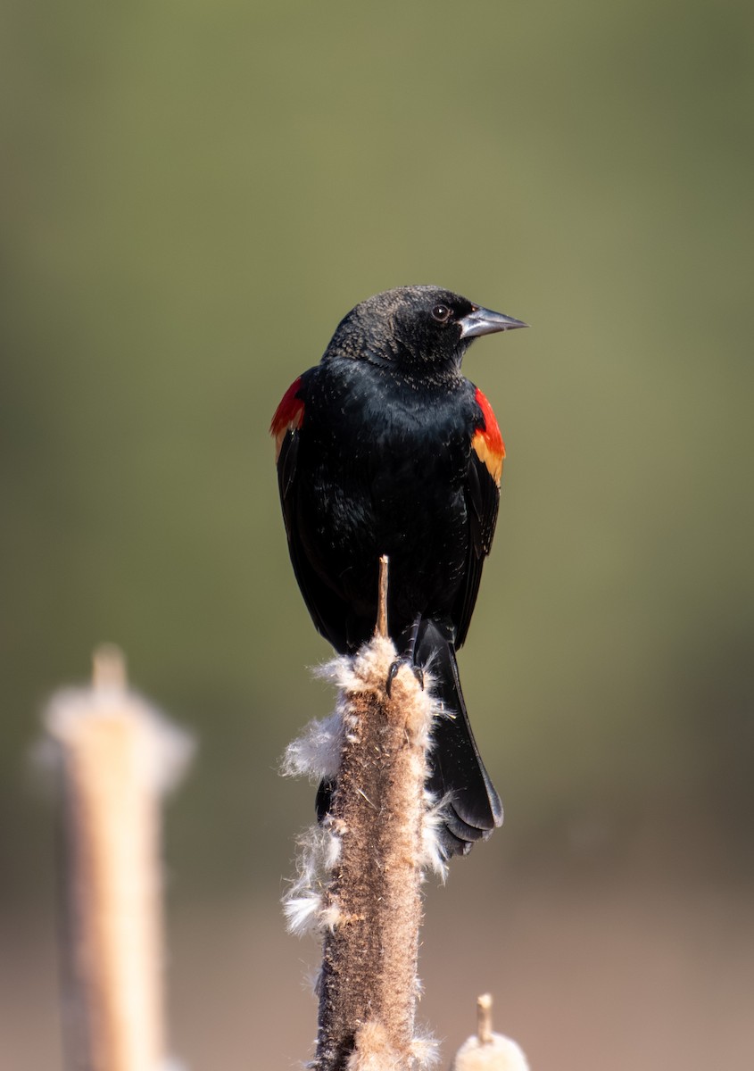 Red-winged Blackbird - ML646089431