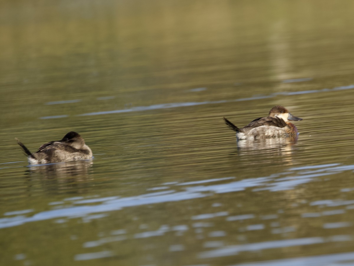 Érismature rousse - ML646089432
