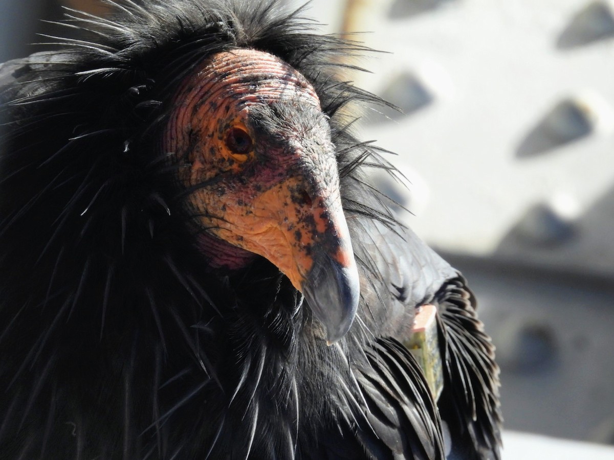 California Condor - ML646089436